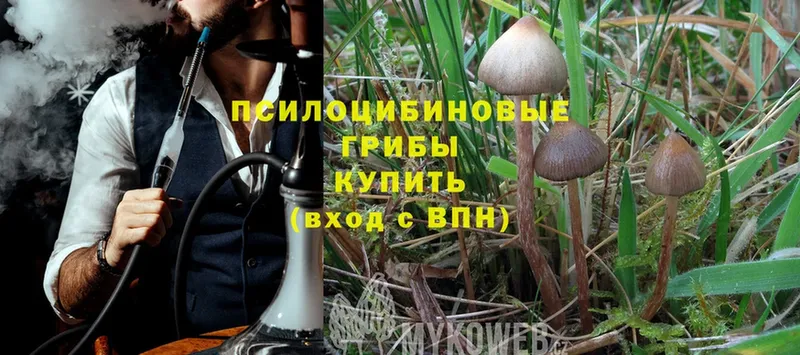 KRAKEN   Кубинка  Галлюциногенные грибы Magic Shrooms  цена наркотик 